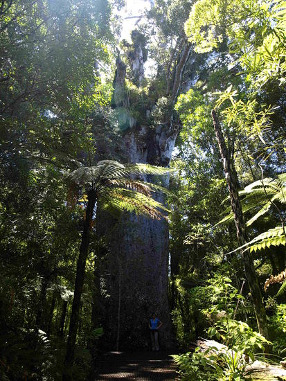 Zum Vergleich, Jutta vor einem der "kleineren" Kauribaeume.