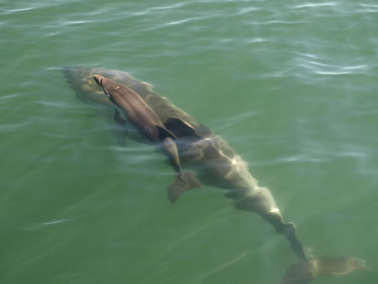 Das besagte Jungtier.