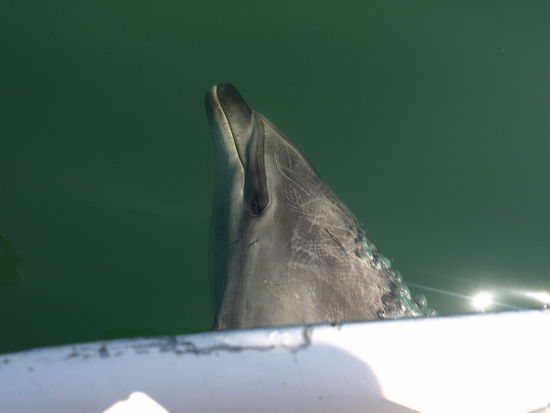 Manchmal fragt man sich wer hier wen beobachtet.