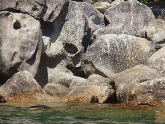 Ein Robbenbaby, Jutta wollte es am Liebsten mitnehmen.