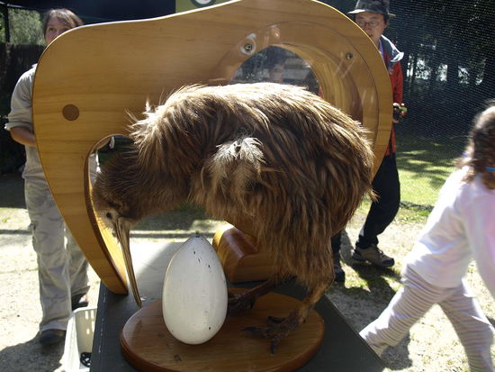 Leider nur ausgestopft, aber in einem Neuseelandreisebericht sollte auch ein Bild von einem Kiwi vorkommen.