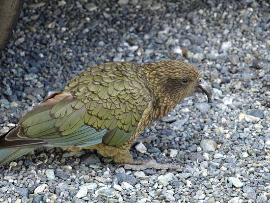 Keas sind die einzigen alpinen Papageien und gehoeren zu den intelligentesten Tieren ueberhaupt 