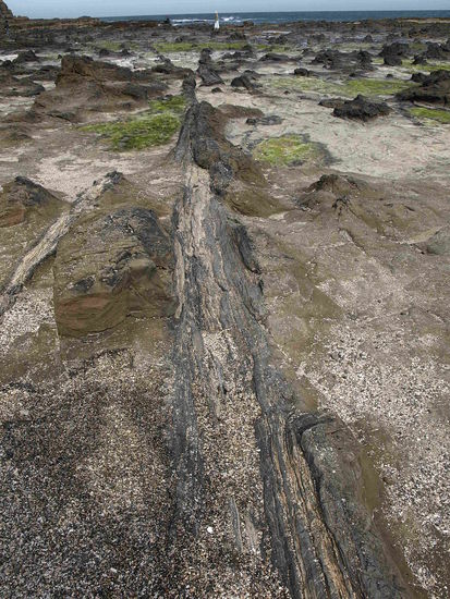 Ein versteinerter Baumstamm. Alter ca 250 Millionen Jahre!!