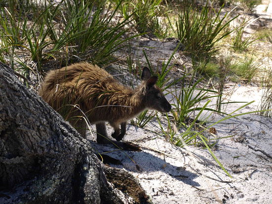 Ein Wallaby, das hofft, dass etwas von unserem Mittagessen fuer ihn abfaellt.
