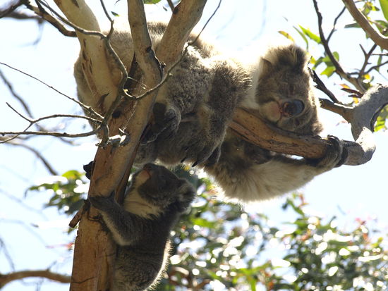 Die Great Ocean Road hat nicht nur eine tolle Kueste zu bieten 