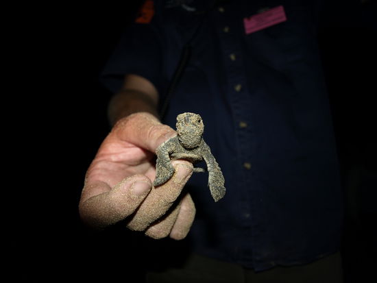 Ein gerade geschluepftes Logger Head Turtle Baby