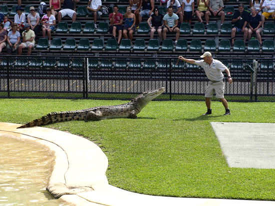 Natuerlich sind die Krokodile die Haupattraktion im Crocodile Hunter Zoo