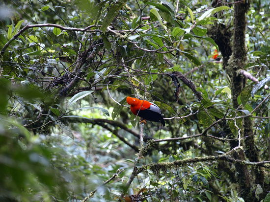 Gleich zu Beginn sieht man viele "Cocks of the Rock", der Nationalvogel von Peru.