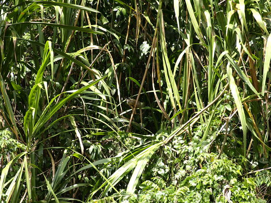 Ein Affe beobachtet uns.