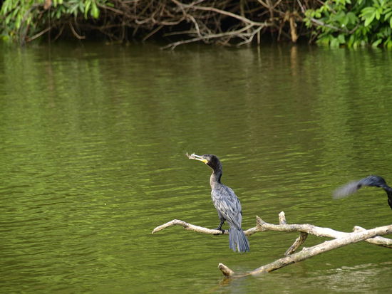 Laesst sich einen Fisch schmecken.