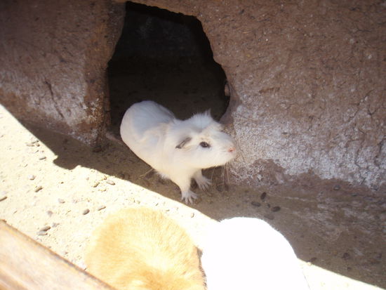 Meerschweinchen davor.
