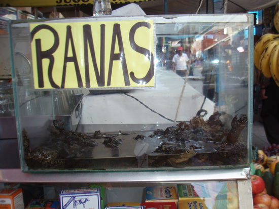 Ranas = Froesche (angeblich gut fuers Gehirn!!!)