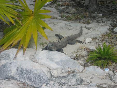 Zwei von vielen Leguanen bei den Ruinen von Tulum.
Unten folgt ein ganz suesser Leguan, der sich zwischen uns gedrueckt hat und wir grad mitnehmen mussten