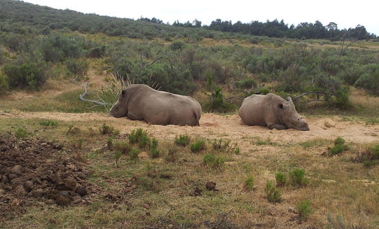Nashorn leider ohne Horn