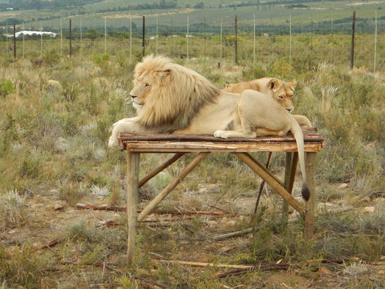 The King. Ein wunderschönes Tier. Als wir ins Gehege reinfuhren schob eine Brasilianerin Panik. Sie hatte die Möglichkeit auszusteigen und beim Elefant zu bleiben  Sie entschied sich auf dem Wagen zu bleiben und sich nicht zu bewegen 