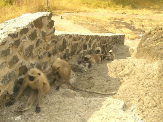 Heute sind sie nur noch von Fledermaeusen  und Affen bewohnt