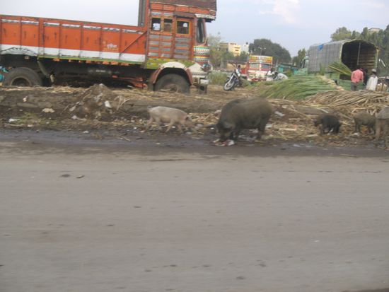 wieder zurueck in Aurangabad (900.000 EW), wo sich die Menschen mit Kuehen, Ziegen, Affen, Hunden und Schweinen sie Stadtmitte teilen...