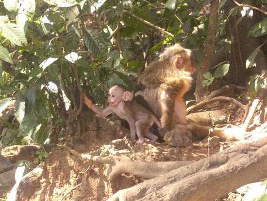 Der Wald war voll mit frechen Affen 