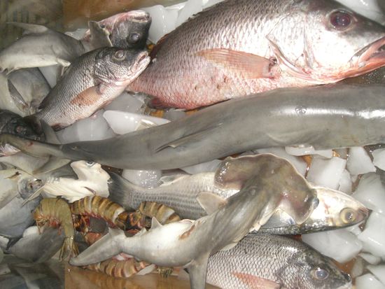 Wer die Wahl hat die Qual.
Frischer Fisch vor unserem Restaurant