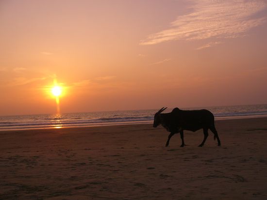 Ueberall chillen die Kuehe am Strand