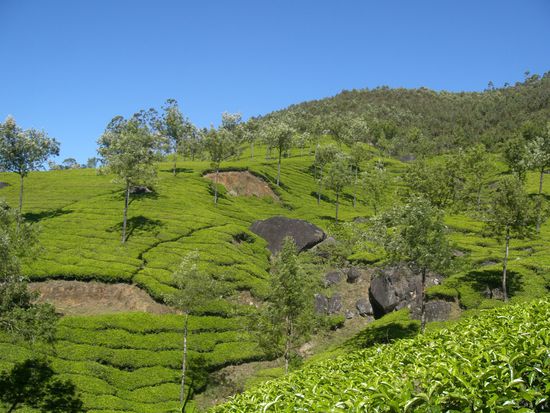 Der indische Schwarztee "chai" gehoert eindeutig in die Kategorie der Besten! Wen wunderts bei dem Anbaugebiet??