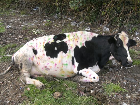 hier oben wachsen 'magic mushrooms' ...