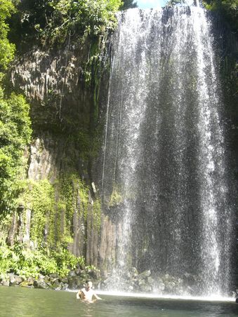 Zuerst war die Landschafft noch tropisch und feucht (Millaa Millaa Faelle)