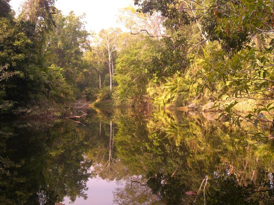 Die meisten Wanderwege sind natuerliche Trampelpfade von Elefanten und anderen Tieren, die hier noch zahlreich leben