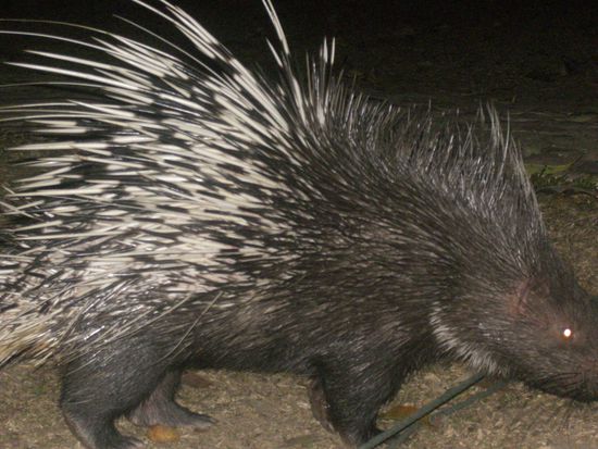 Nachts wars richtig unheimlich, es sind viele Tiere um unser Zelt geschlichen, z. B. der da 