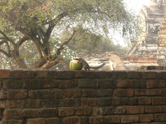 Ok, Kultur ist nicht ganz unser Ding, das Eichhoernchen in der Kokosnuss fanden wir interessanter )