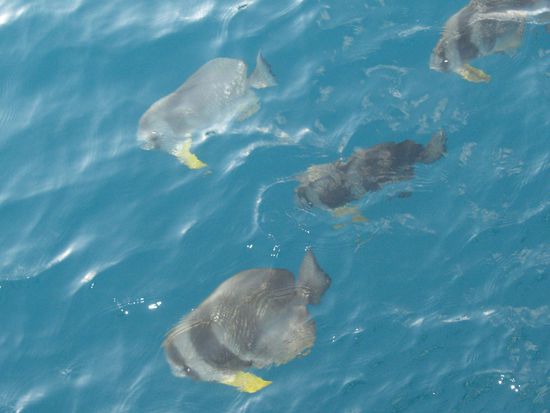 unterwegs haben wir viele Fischis gesehen