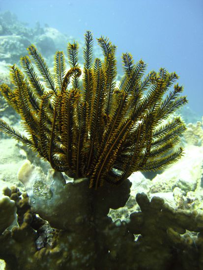 unglaublich wie viele Pflanzen..