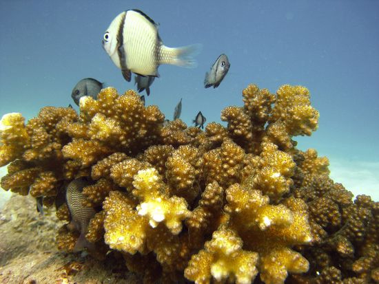 das Treiben im Wasser zu beobachten ist einzigartig