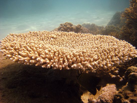 das Sonnenlicht reflektiert und schimmert auf dem Meeresboden
