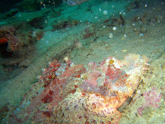 ?erkennt ihr den Fisch?
giftig!