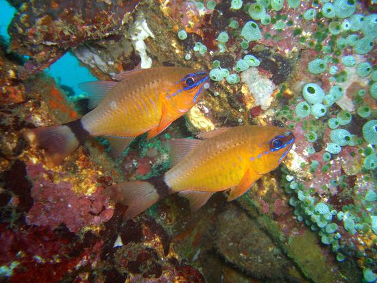 durch die starke Bewachsung bietet das alte Fischerboot vielen Lebewesen ein Zuhause