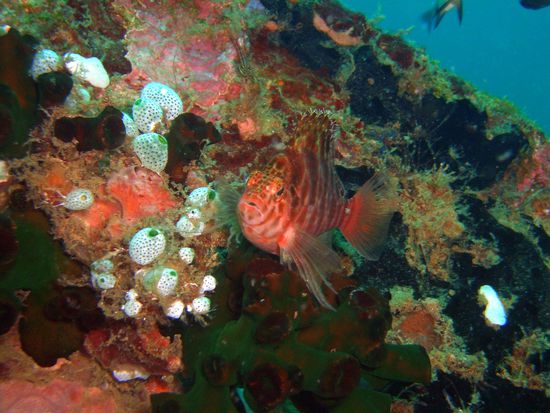 hier sieht man die starke Bewachsung und mittendrin ein Fisch