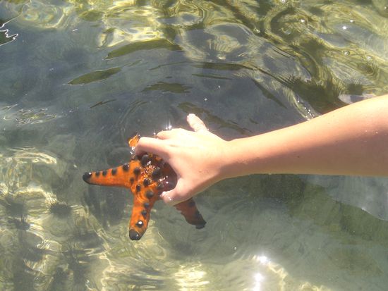 Mit nem geliehenen "banka" haben wir das Meer vor unserem Haus erkundet und ganz viele Seesterne entdeckt..