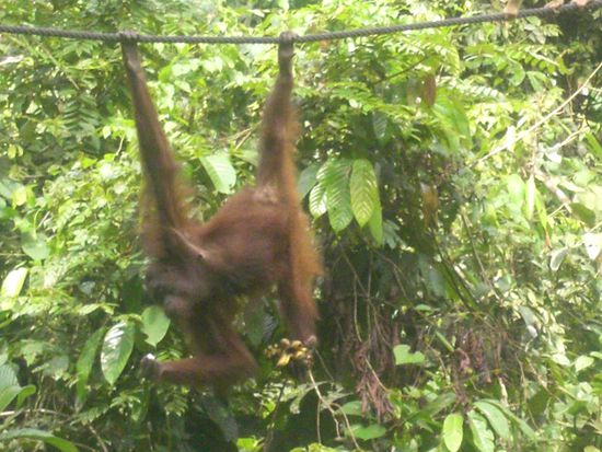 und hier die Vaeter 
Rehabilitationszentrum fuer Orang Utans zum auswildern..