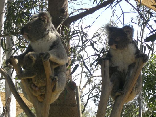Koala Familie