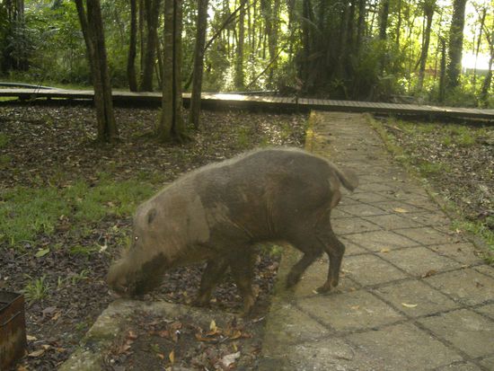 sogar die Schweine sehen anders aus wie daheim 