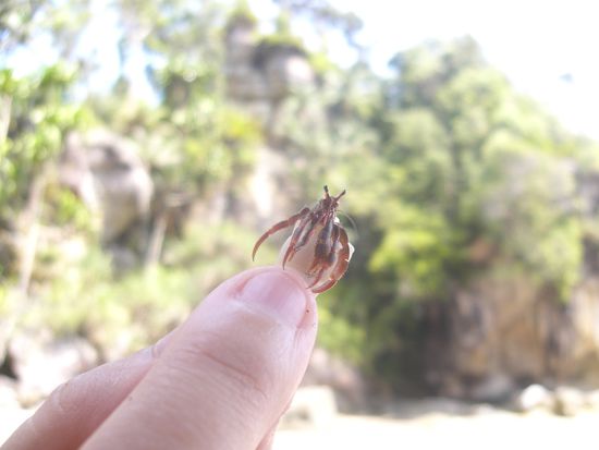 kleiner Krebs in der Muschel