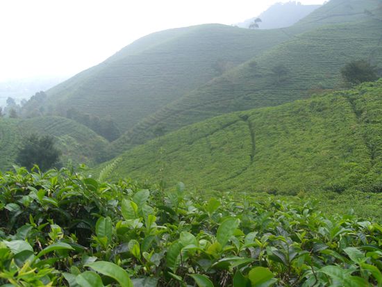 Teeplantagen - wir haben das kuehle Klima (ca 20 Grad) Total genossen 
