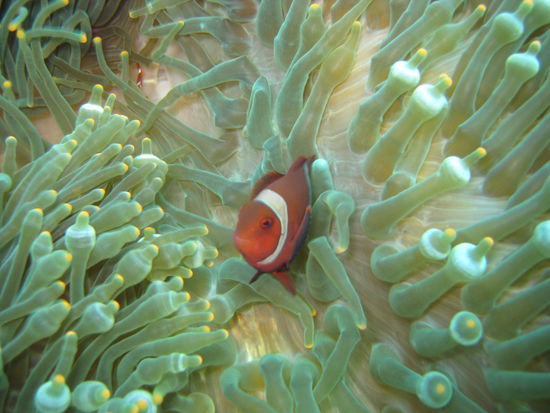 schon wieder Nemo gefunden