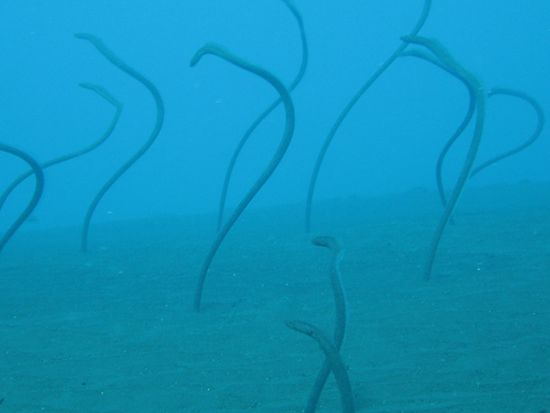 die Wasseraale aus dem Sand tanzten fuer uns den "Meeres-blues"