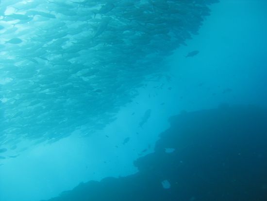 Fischschwarm ueber dem Wrack