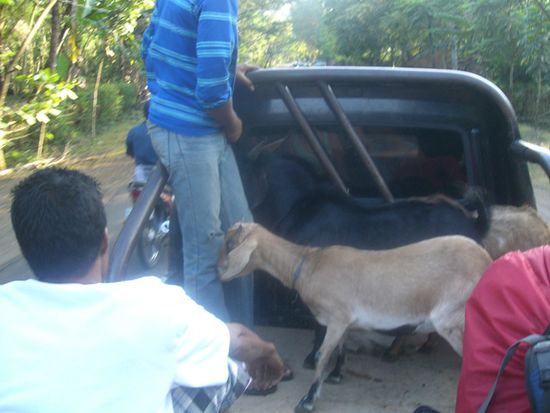 deshalb sparen wir wo es geht, und teilen mit den Ziegen ein Fahrzeug...