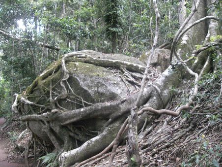 Baum haelt Felsen..