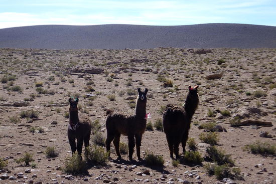 überall sehen wir süße und neugierige Lamas grasen - echt schade dass sie hier gegessen werden (wobei - lecker sind sie trotzdem) 