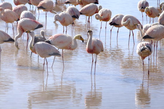 Es waren unsere Ersten und wir waren hin und weg! Glücklicherweise  konnten wir ziemlich nahe rangehen 